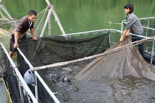 Nghệ An giúp dân nuôi cá bằng lồng công nghệ mới
