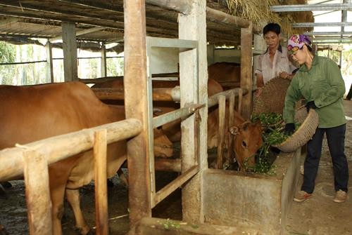 Hiệu quả mô hình trồng cỏ nuôi bò nhốt ở huyện miền núi Quỳ Hợp