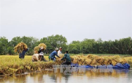 Chuyển giao kỹ thuật sản xuất nông nghiệp cho nông dân vùng ngập lũ Tiền Giang