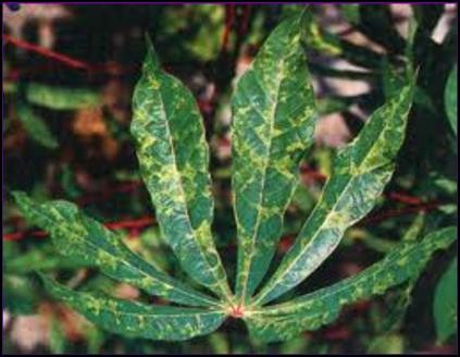 Tây Ninh công bố dịch bệnh khảm lá trên cây sắn