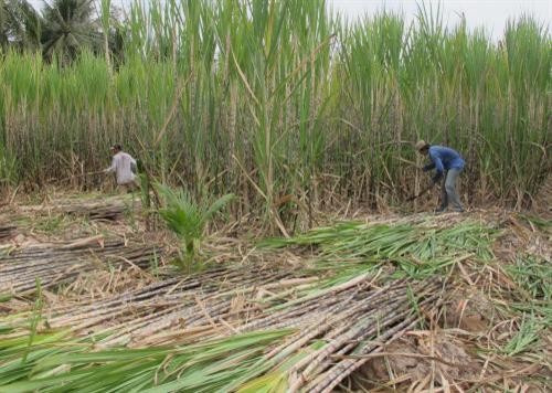Vùng chuyên canh mía Cù Lao Dung tìm giải pháp phát triển bền vững
