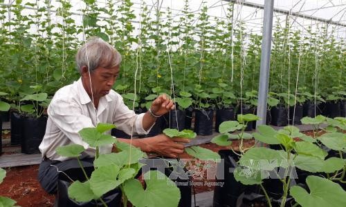 Hiệu quả mô hình trồng dưa trong nhà màng của ông Nguyễn Hữu Thọ