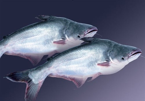 Kỹ thuật nuôi cá basa trong ao đạt chất lượng cao