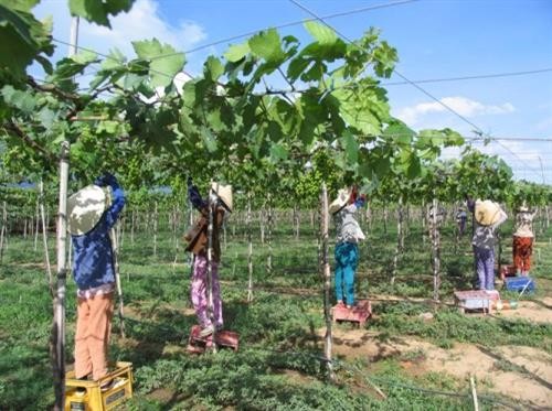 Ninh Thuận dành gần 1,2 tỷ đồng hỗ trợ công nghiệp nông thôn