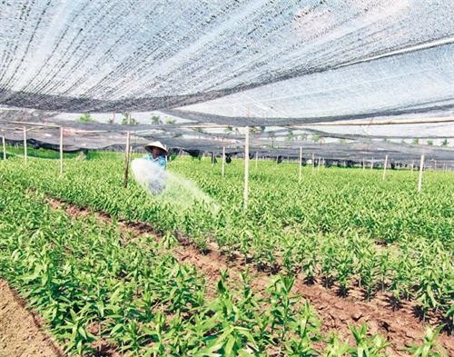 河内市将为各家企业对高科技农业投资创造便利