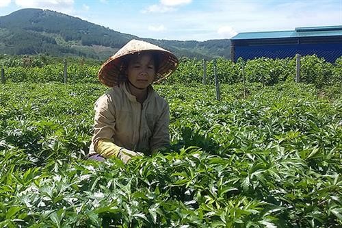 Kon Tum phát triển cây dược liệu trên huyện miền núi Kon Plông