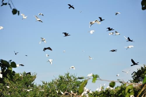 Bảo tồn và phát triển sân chim lớn nhất đồng bằng sông Cửu Long