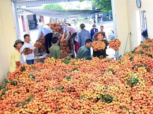 越南对多个市场出口荔枝