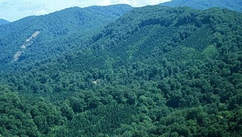 Luật tục bảo vệ rừng
