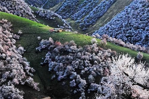 Thung lũng hoa mai tuyệt đẹp ở Tân Cương