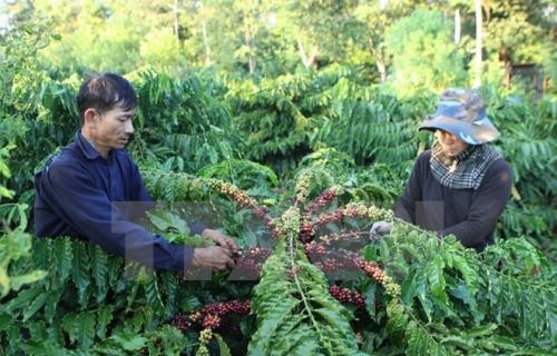 Đắk Lắk mở rộng diện tích trồng cây che bóng trong vườn cà phê vối
