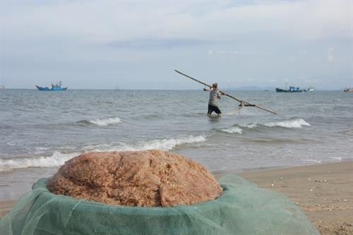 Ngư dân Nghệ An được mùa ruốc biển