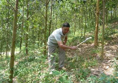 Trồng rừng giúp đồng bào vùng cao Yên Sơn thoát nghèo bền vững