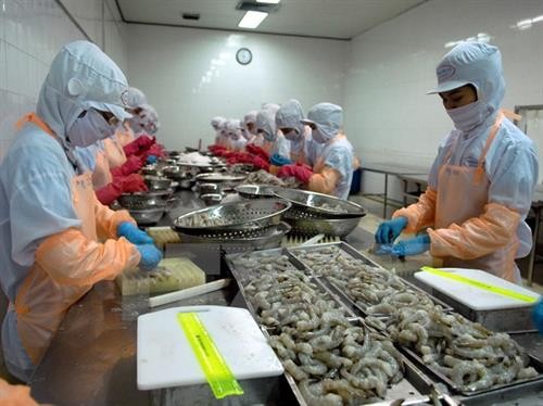 中国成为越南虾类出口的潜在市场