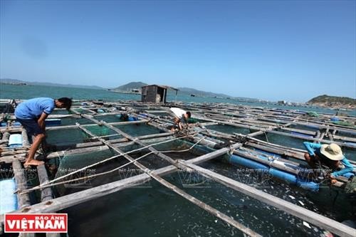 越南前江省海洋捕捞产量猛增