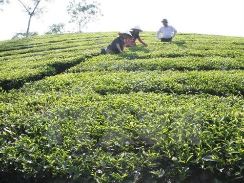 富寿省努力发挥茶树的生产潜力