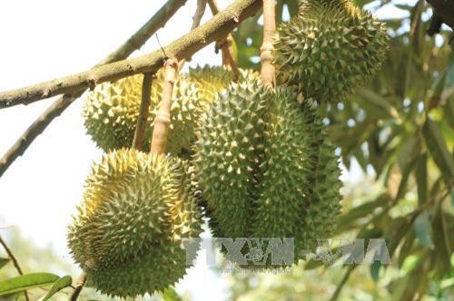 Tiền Giang phát triển mạnh vườn chuyên canh cây ăn quả đặc sản
