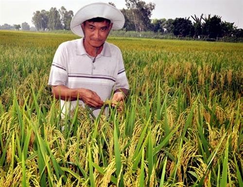 Hiệu quả mô hình liên kết sản xuất lúa nếp tại Bình Thuận