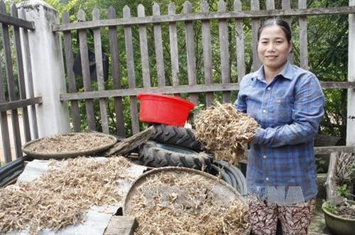 Nữ Bí thư Nguyễn Thị Ước đi đầu phát triển kinh tế ở vùng núi Đăk Pne