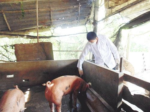 Long An miễn phí vắc xin phòng bệnh lợn tai xanh cho người chăn nuôi