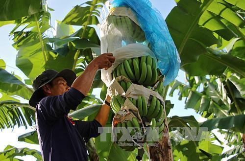 Nông dân vẫn mở rộng diện tích dù chuối rớt giá