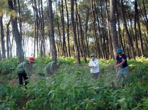 Hiệu quả từ giao đất, giao rừng cho cộng đồng và hộ gia đình ở Hòa Bình