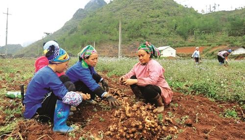 越南高平省河广县发展面向出口的白黄皮姜种植业