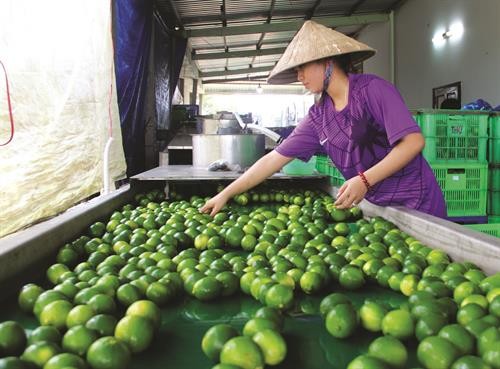 Chanh không hạt - cây trồng đem lại hiệu quả kinh tế cao ở Châu Thành