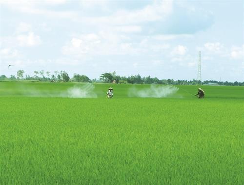 越南南部居民对夏秋季水稻的施肥经验
