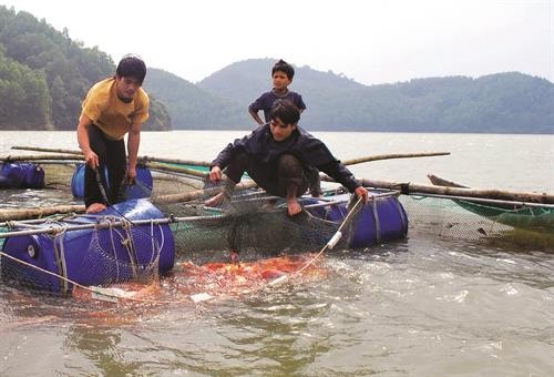红鲷鱼的养殖技术