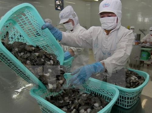 越南河静省成功对马来西亚出口18吨冷冻虾