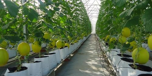 Thừa Thiên - Huế tập trung phát triển nông nghiệp công nghệ cao