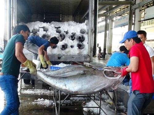 越南金枪鱼产品出口到世界97个国家