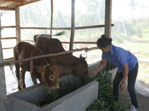 Nghệ An hỗ trợ mô hình chăn nuôi bò cho các hộ di dân, định canh, định cư