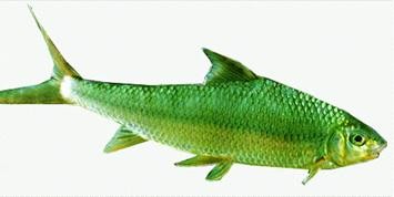 Cá sỉnh Nậm Thia