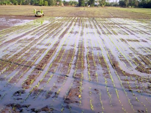 Bình Thuận hướng tới xây dựng cánh đồng mẫu lớn từ vùng lúa chất lượng cao