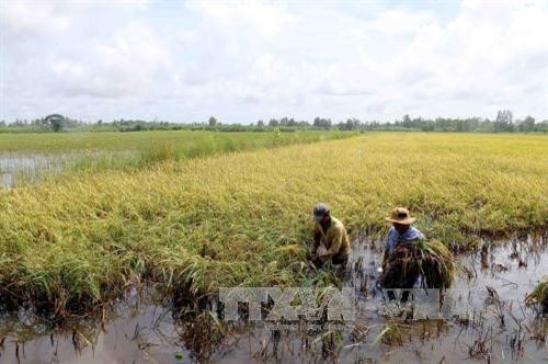 Nông dân Cà Mau gấp rút thu hoạch lúa Hè Thu