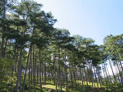 Lâm Đồng sẽ khai thác gần 750 ha rừng thông ba lá 