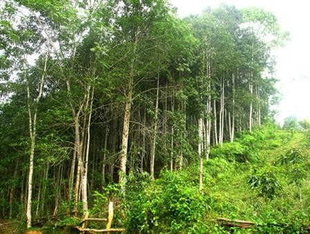 Sản lượng gỗ khai thác từ rừng trồng ở Phú Yên tăng gần 32%