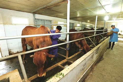 Hà Nội ứng dụng công nghệ cao sản xuất bò thịt