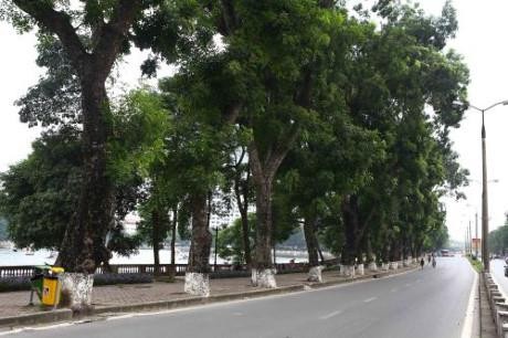 Hà Nội sẽ dịch chuyển 130 cây xanh trên tuyến đường Kim Mã trong 45 ngày