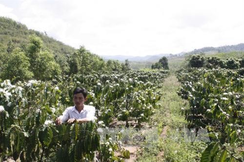Thừa Thiên - Huế phát triển kinh tế vườn theo hướng bền vững