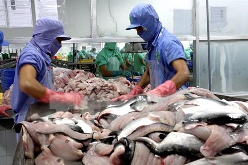今年8月份越南查鱼对美国出口金额同比下降2600万美元