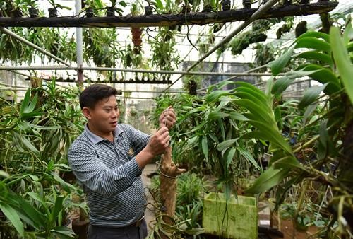 Làng nghề trồng hoa công nghệ cao ở Văn Giang