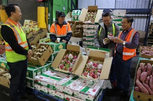 越南新鲜火龙果在澳大利亚各家商店上架出售