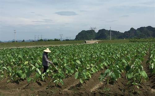 Ninh Bình: Tái cơ cấu nông nghiệp gắn với xây dựng nông thôn mới