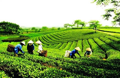 越南茶叶企业要调整方向 把茶叶产品打入苛刻市场