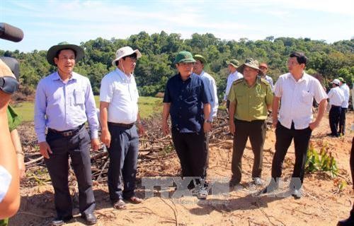 Vụ phá rừng quy mô lớn tại Bình Định: Kỷ luật một số cán bộ, nhân viên kiểm lâm