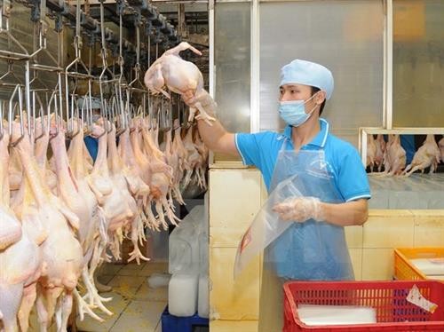越南鸡肉迎来出口欧盟市场机会