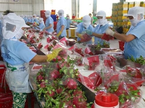 火龙果——越南主要的出口水果产品
